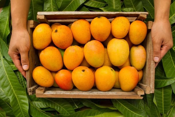 India's Mango Export Season 2026: What Importers Need to Know
